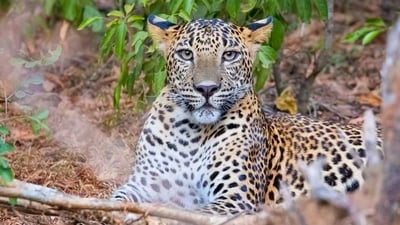 Yala National Park Safari from Weligama City