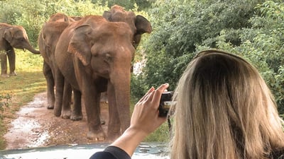 Vida Silvestre de Sri Lanka (10 Días)