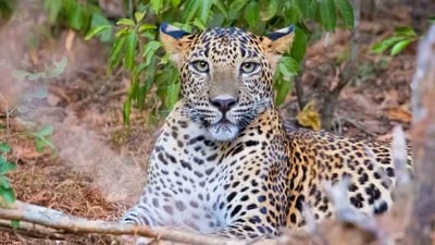 Yala National Park Safari from Weligama City