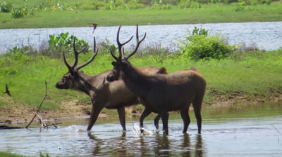 Yala National Park Safari fra Koggala City