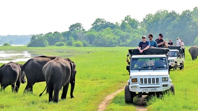 Minneriya National Park Private Safari