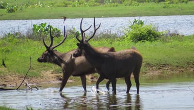 Yala National Park Safari fra Galle City