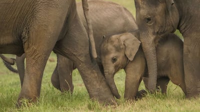Privat safari i Udawalawe nationalpark med naturalist