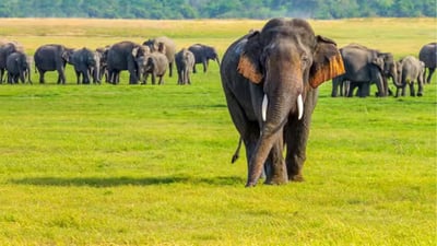 Minneriya National Park Private Safari