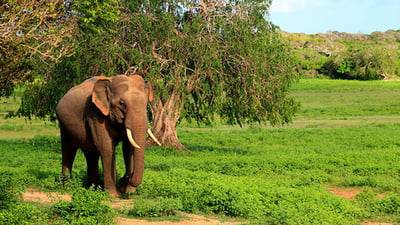 Yala National Park Safari fra Galle City