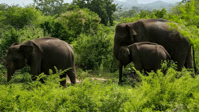 Hurulu Eco Park Private Safari