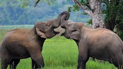 Safari Privé au Parc National de Wasgamuwa
