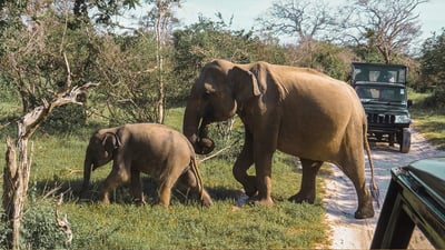 Vida Silvestre de Sri Lanka (10 Días)