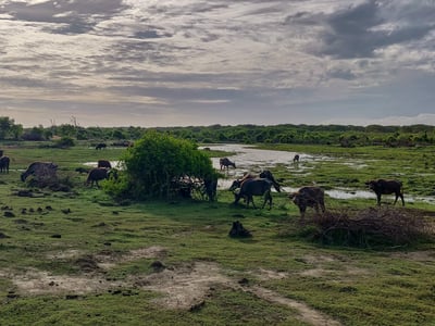 Bundala National Park Safari from Talpe City