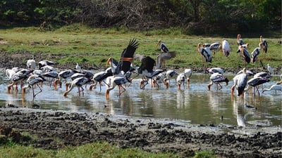 Maravillas Salvajes y Templos Ocultos desde Galle (2 Días)