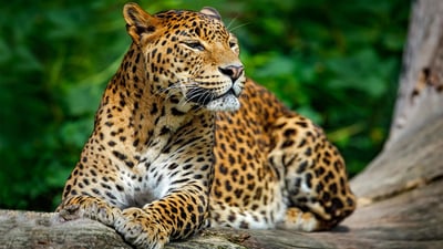 Wild Wonders and Sacred Spaces Tour from Galle (2 Days) by Standard Car