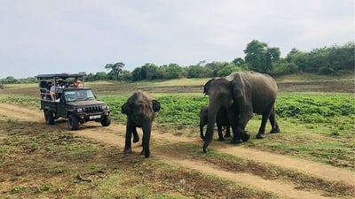 Wilpattu National Park Private Safari