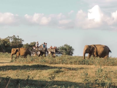 Kaudulla National Park Safari from Kandy City