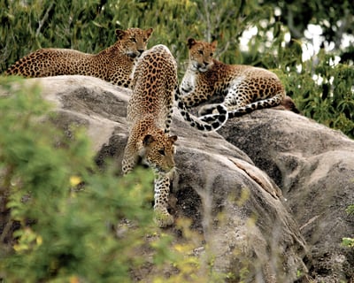 Yala National Park Safari from Bentota City