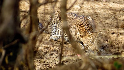 Yala National Park Safari from Bentota City