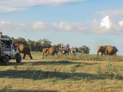 Kaudulla National Park Safari from Kandy City