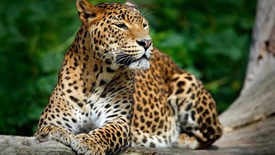 Maravillas Salvajes y Templos Ocultos desde Galle (2 Días)