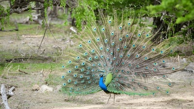 カウドゥッラ国立公園 プライベートサファリ