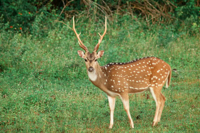 Yala National Park Safari from Dikwella City