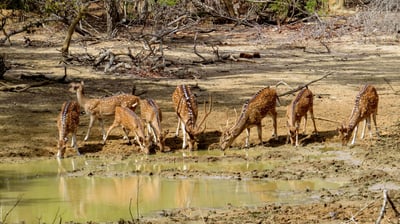 Yala National Park Safari fra Galle City