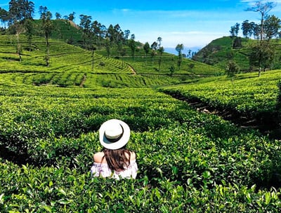 Tea Estate Experience from Ella City