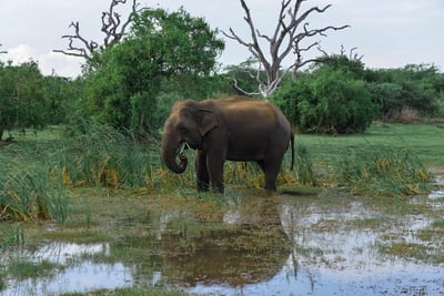 Bundala National Park Safari from Mirissa City