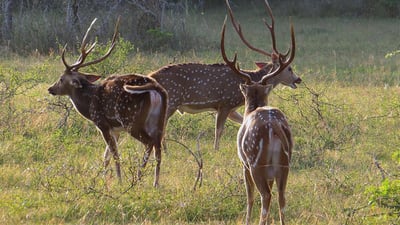 Wilpattu und Anuradhapura von Colombo (2 Tage)