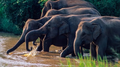 Safari Privé au Parc National de Wasgamuwa