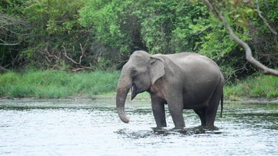 Wilpattu National Park Private Safari