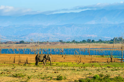 Kaudulla National Park Safari from Kandy City