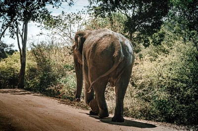 Sigiriya Rock and Wild Elephant Safari from Kandy City