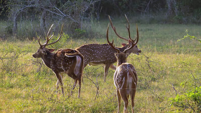 Wild Wonders and Sacred Spaces Tour from Galle (2 Days) by Standard Car