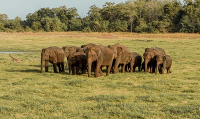 Minneriya National Park Safari from Kandy City