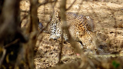 Yala National Park Safari from Beruwala City
