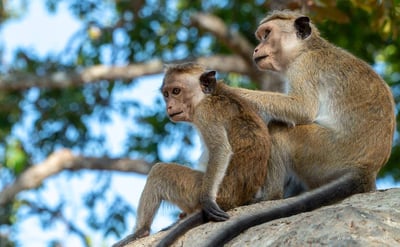 Yala National Park Safari fra Galle City