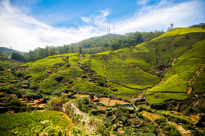 Tea Estate Experience from Ella City