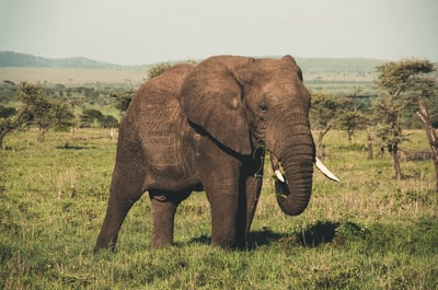 Wasgamuwa National Park Entrance Tickets