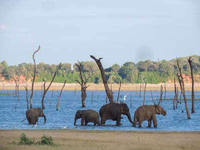 Kaudulla National Park Safari from Kandy City