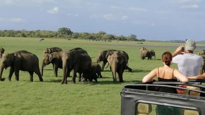 Minneriya National Park Private Safari