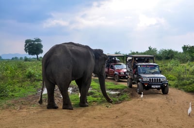 Udawalawe National Park Safari from Hikkaduwa City