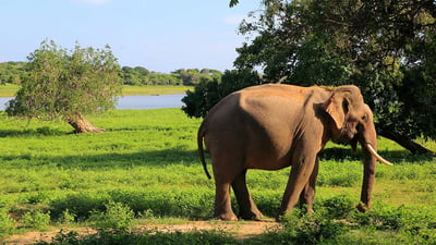 Bundala National Park Safari from Koggala City