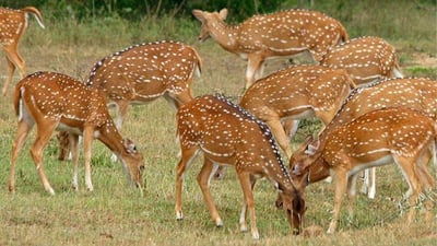 Minneriya National Park Safari from Sigiriya City