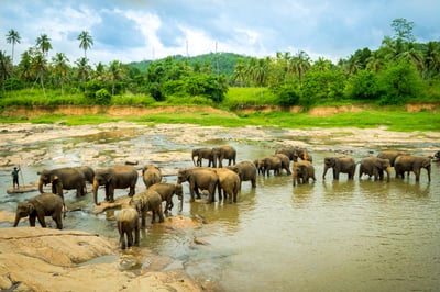 Pinnawala Elephant Orphanage from Beruwala City