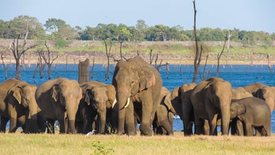 Kaudulla National Park Safari from Kandy City