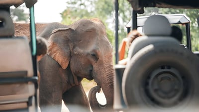 Privat safari i Udawalawe nationalpark med naturalist