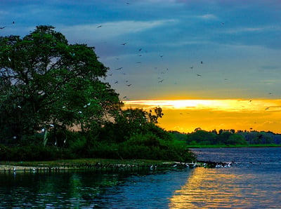 Bundala National Park Safari from Mirissa City