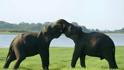 Privat safari i Udawalawe nationalpark med naturalist
