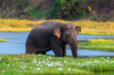 Wasgamuwa National Park Safari from Kandy City