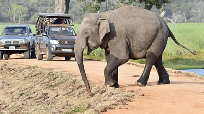 Wilpattu National Park Private Safari