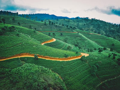 Tea Estate Experience from Ella City